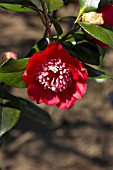 CAMELLIA JAPONICA BOBS TINSIE