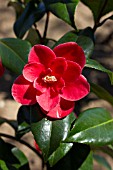 CAMELLIA JAPONICA APOLLO