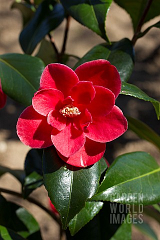 CAMELLIA_JAPONICA_APOLLO