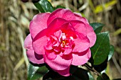 CAMELLIA X WILLIAMSII ELEGANT BEAUTY