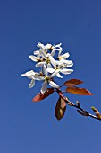 AMELANCHIER X GRANDIFLORA BALLERINA