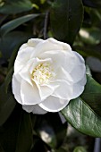 CAMELLIA JAPONICA SHIRO CHAN