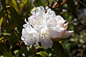 RHODODENDRON DORA AMATEIS