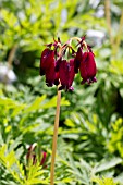 DICENTRA BACCHANAL