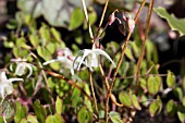 EPIMEDIUM GRANDIFLORUM VAR HIGOENSE SATURN