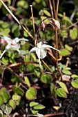 EPIMEDIUM GRANDIFLORUM VAR HIGOENSE SATURN