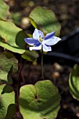 JEFFERSONIA DUBIA