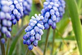 MUSCARI ARMENIACUM VALERIE FINNIS