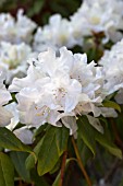 RHODODENDRON DORA AMATEIS