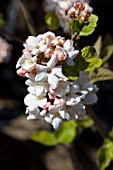 VIBURNUM X CARLCEPHALUM CAYUGA