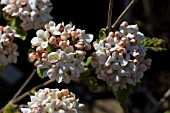 VIBURNUM X CARLCEPHALUM CAYUGA