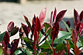 PHOTINIA X FRASERI LITTLE RED ROBIN