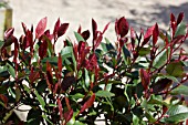 PHOTINIA X FRASERI LITTLE RED ROBIN