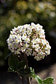 VIBURNUM X BURKWOODII