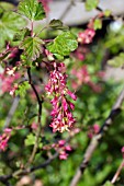 RIBES X GORDONIANUM