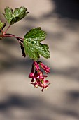 RIBES X GORDONIANUM