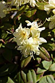 RHODODENDRON PRINCESS ANNE