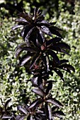 SAMBUCUS NIGRA BLACK TOWER