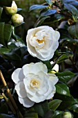 CAMELLIA JAPONICA SHIROBOTAN