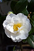 CAMELLIA JAPONICA SHIROBOTAN