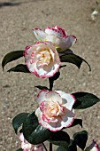 CAMELLIA JAPONICA MARGARET DAVIS