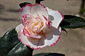 CAMELLIA JAPONICA MARGARET DAVIS