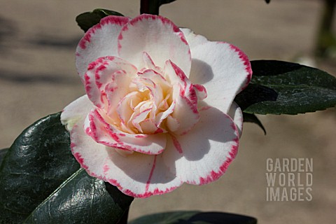 CAMELLIA_JAPONICA_MARGARET_DAVIS