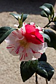 CAMELLIA JAPONICA FINLANDIA VARIEGATED