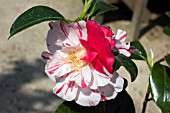 CAMELLIA JAPONICA FINLANDIA VARIEGATED