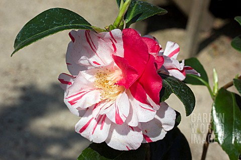 CAMELLIA_JAPONICA_FINLANDIA_VARIEGATED