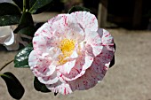 CAMELLIA JAPONICA FINLANDIA VARIEGATED