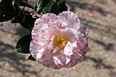 CAMELLIA JAPONICA FINLANDIA VARIEGATED