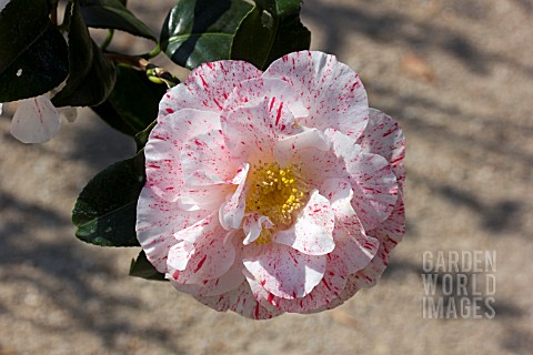 CAMELLIA_JAPONICA_FINLANDIA_VARIEGATED