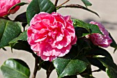 CAMELLIA JAPONICA OPTIMA