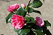 CAMELLIA JAPONICA OPTIMA