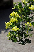 CORONILLA VALENTINA SSP GLAUCA CITRINA