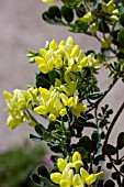 CORONILLA VALENTINA SSP GLAUCA CITRINA