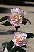 CAMELLIA JAPONICA MARGARET DAVIS