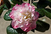 CAMELLIA JAPONICA NUCCIOS JEWEL