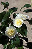 CAMELLIA JAPONICA BRUSHFIELDS YELLOW