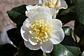 CAMELLIA JAPONICA BRUSHFIELDS YELLOW