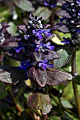 AJUGA REPTANS CATLINS GIANT