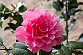 CAMELLIA X WILLIAMSII WATERLILY