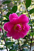 CAMELLIA X WILLIAMSII SENORITA