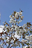 PRUNUS SHIZUKA FRAGRANT CLOUD