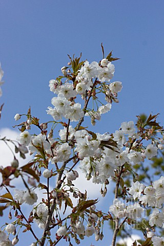 PRUNUS_SHIZUKA_FRAGRANT_CLOUD