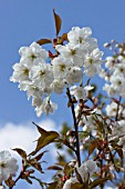 PRUNUS SHIZUKA FRAGRANT CLOUD