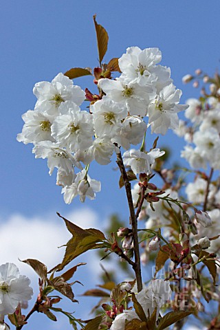 PRUNUS_SHIZUKA_FRAGRANT_CLOUD