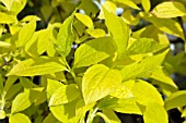 PHILADELPHUS CORONARIUS AUREUS