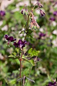 GERANIUM PHAEUM SAMOBAR